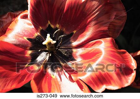 Red tulips View Large Photo Image Stock Photo - Red tulips. Fotosearch