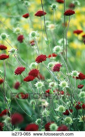 Scabiosa in meadow View Large Photo Image Stock Photography - Scabiosa in meadow. Fotosearch
