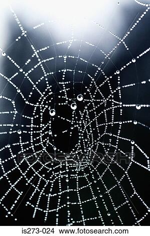 Water droplets on a cobweb View Large Photo Image Picture - Water droplets on a cobweb. Fotosearch