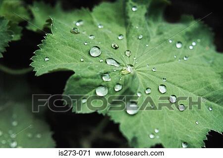 Water droplets on leaf View Large Photo Image Stock Image - Water droplets on leaf. Fotosearch