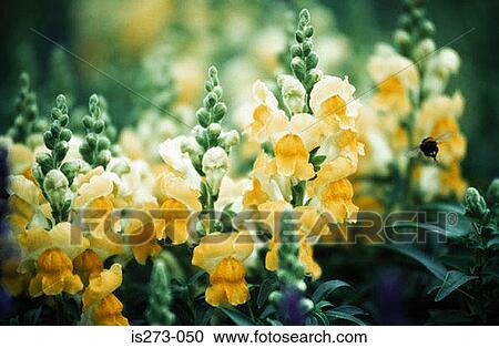 Yellow antirrhinums View Large Photo Image Stock Image - Yellow antirrhinums. Fotosearch