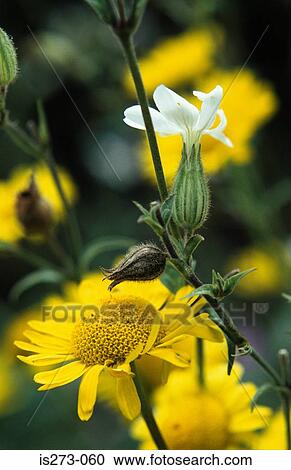Yellow daisies View Large Photo Image Stock Image - Yellow daisies. Fotosearch