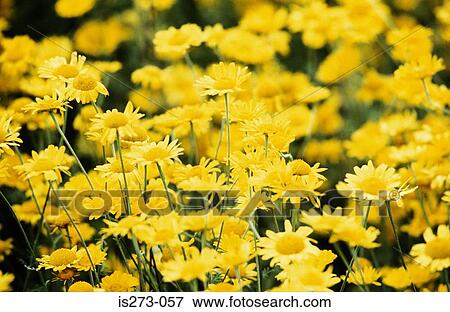 Stock Photo - Yellow daisies. Fotosearch