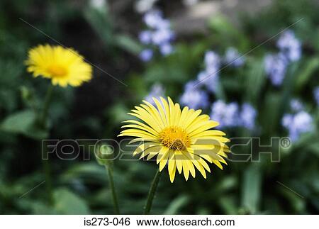Stock Photograph - Yellow daisies. Fotosearch