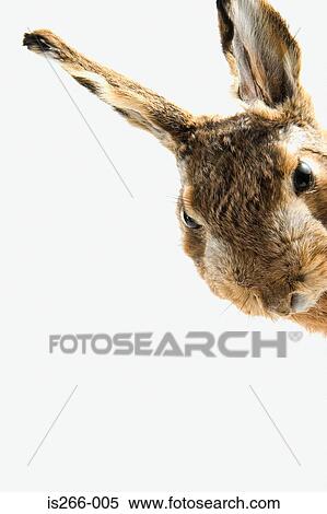 Curious looking rabbit View Large Photo Image Stock Photography - Curious looking rabbit. Fotosearch