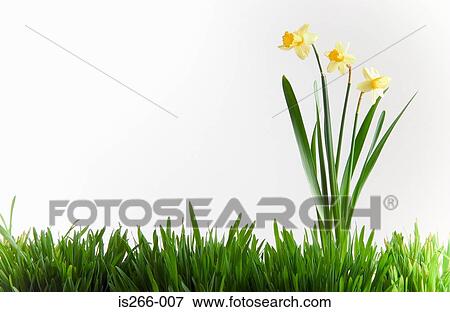 Stock Photo - Daffodils in grass. Fotosearch