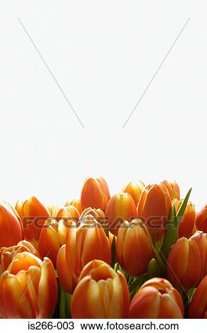 Orange tulips View Large Photo Image Stock Image - Orange tulips. Fotosearch
