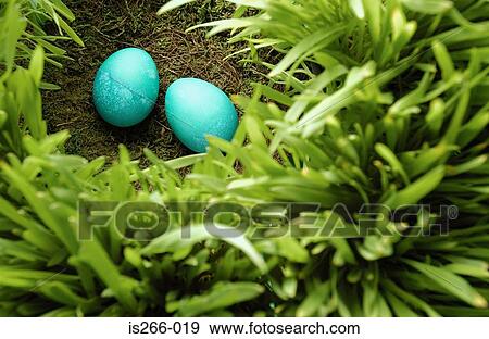 Stock Photo - Pair of blue eggs in nest. Fotosearch