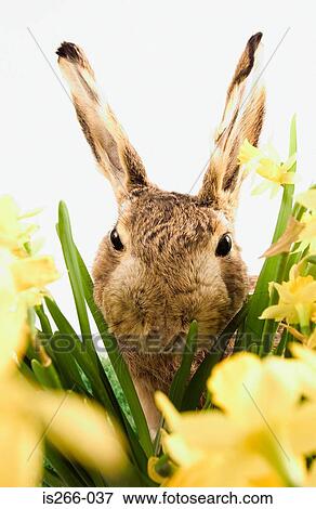 Rabbit between daffodils View Large Photo Image Stock Photo - Rabbit between daffodils. Fotosearch
