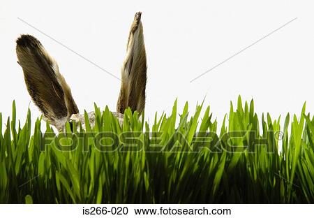 Rabbit in grass View Large Photo Image Stock Image - Rabbit in grass. Fotosearch