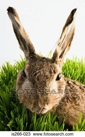 Rabbit in grass View Large Photo Image Stock Image - Rabbit in grass. Fotosearch