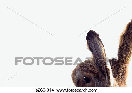 Rear view of a rabbit View Large Photo Image Picture - Rear view of a rabbit. Fotosearch