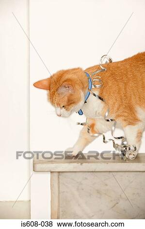 Silver ribbon on cat View Large Photo Image Stock Photo - Silver ribbon on cat. Fotosearch