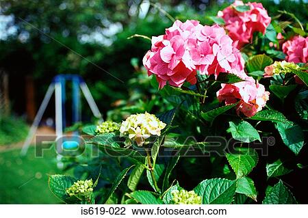 Pink flower in garden View Large Photo Image Stock Image - Pink flower in garden. Fotosearch