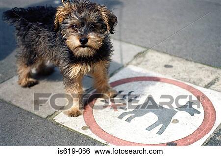 Stock Photograph - Terrier standing on information sign. Fotosearch