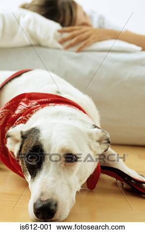 Stock Image - Dog and lady owner resting. Fotosearch