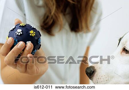 Dog and lady owner with ball View Large Photo Image Stock Image - Dog and lady owner with ball. Fotosearch