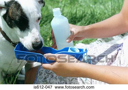 Dog drinking water in the sun View Large Photo Image Stock Photo - Dog drinking water in the sun. Fotosearch