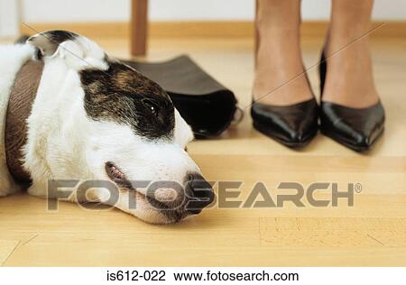 Dog lies at feet of lady owner View Large Photo Image Stock Image - Dog lies at feet of lady owner. Fotosearch