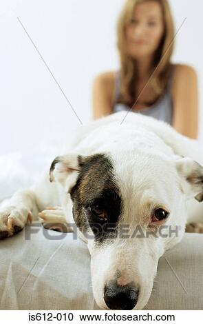 Dog lying in front of owner View Large Photo Image Stock Image - Dog lying in front of owner. Fotosearch