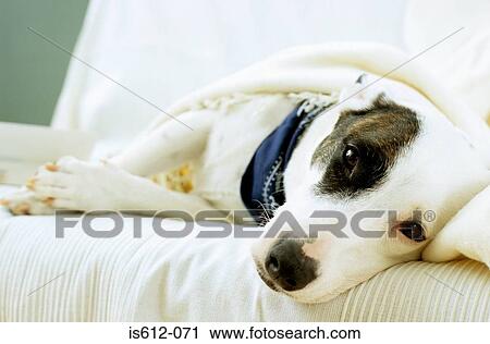 Dog lying on sofa with blanket View Large Photo Image Stock Image - Dog lying on sofa with blanket. Fotosearch