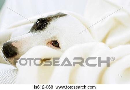 Dog lying on sofa with blanket View Large Photo Image Stock Photo - Dog lying on sofa with blanket. Fotosearch