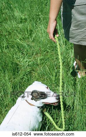 Dog on a lead outdoors View Large Photo Image Picture - Dog on a lead outdoors. Fotosearch