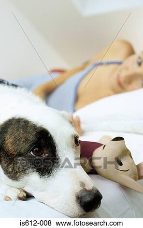 Stock Photo - Dog on bed with toy and owner. Fotosearch