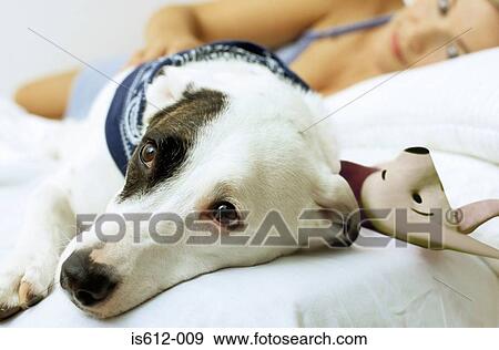 Dog on bed with toy and owner View Large Photo Image Stock Photo - Dog on bed with toy and owner. Fotosearch