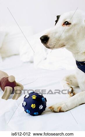Dog sitting on bed with toys View Large Photo Image Stock Image - Dog sitting on bed with toys. Fotosearch