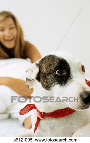Dog with smiling lady owner View Large Photo Image Stock Photography - Dog with smiling lady owner. Fotosearch