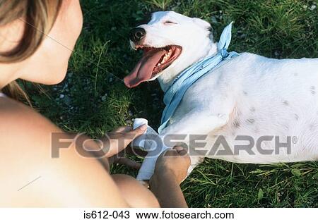 Stock Image - Lady owner bandages dog leg. Fotosearch
