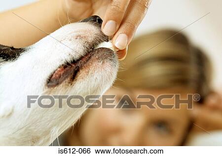 Stock Photograph - Lady owner feeding dog. Fotosearch
