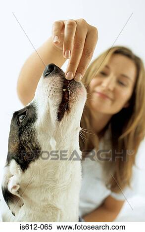 Lady owner feeding dog View Large Photo Image Stock Photography - Lady owner feeding dog. Fotosearch