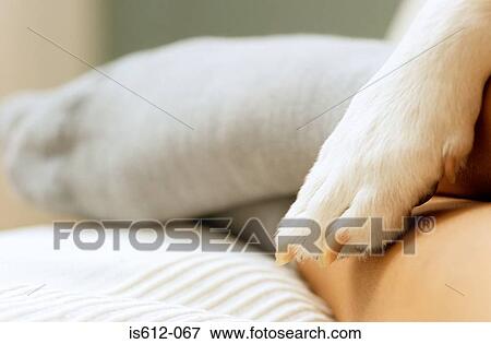 Paw of dog on legs of owner View Large Photo Image Stock Photo - Paw of dog on legs of owner. Fotosearch