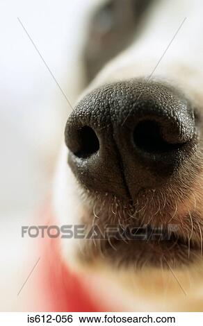 Snout of dog in close-up View Large Photo Image Stock Photograph - Snout of dog in close-up. Fotosearch