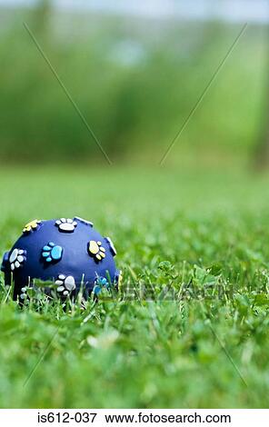 Toy ball for dog on grass View Large Photo Image Stock Photo - Toy ball for dog on grass. Fotosearch