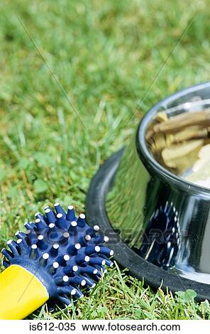 Toy next to dog bowl on grass View Large Photo Image Stock Photography - Toy next to dog bowl on grass. Fotosearch