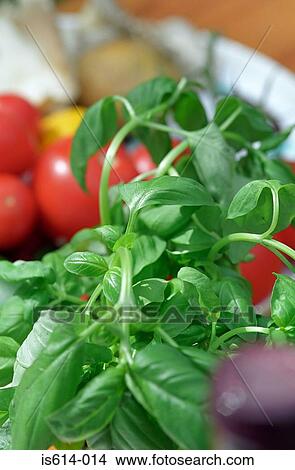 Basil and tomatoes View Large Photo Image Picture - Basil and tomatoes. Fotosearch