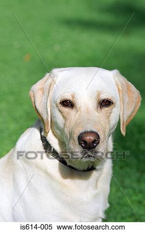 Portrait of a labrador dog. View Large Photo Image Stock Photography - Portrait of a labrador dog.. Fotosearch