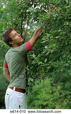 Young man under apple tree. View Large Photo Image Stock Image - Young man under apple tree.. Fotosearch