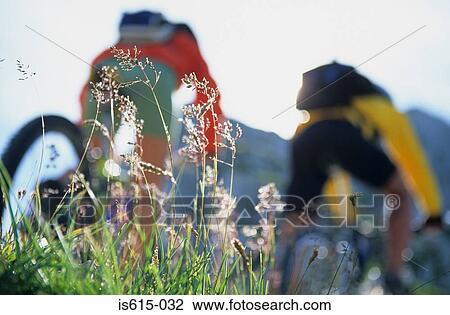 Cycling through sunlit grass. View Large Photo Image Stock Image - Cycling through sunlit grass.. Fotosearch