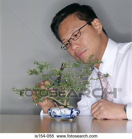 Stock Photography - Businessman trimming bonsai tree. Fotosearch
