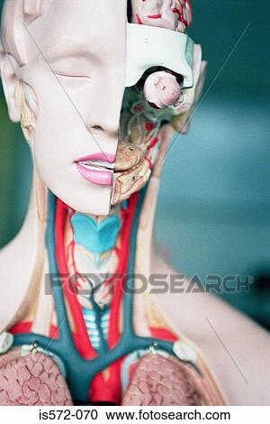 Stock Image - Anatomical mannequin. Fotosearch
