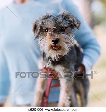 Girl holding a terrier View Large Photo Image Stock Photograph - Girl holding a terrier. Fotosearch
