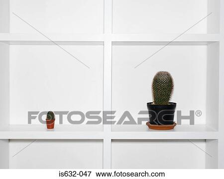 Cacti on a shelf View Large Photo Image Stock Photo - Cacti on a shelf. Fotosearch