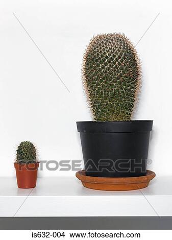 Cacti on shelf View Large Photo Image Picture - Cacti on shelf. Fotosearch