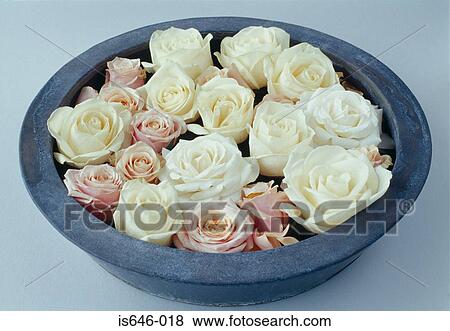 A bowl of roses View Large Photo Image Stock Photo - A bowl of roses. Fotosearch