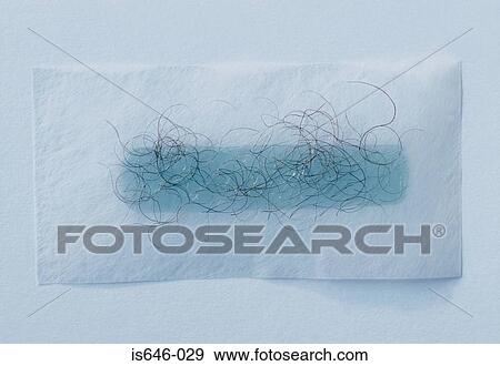 Stock Photo - Hair on a wax strip. Fotosearch