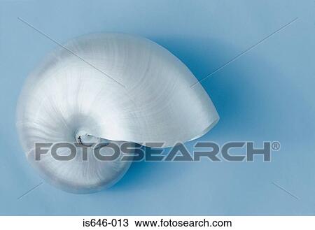 Nautilus shell View Large Photo Image Stock Image - Nautilus shell. Fotosearch